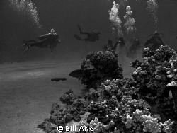 Potter's Reef.  Big Island, Hawaii. by Bill Arle 